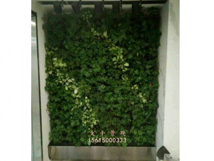 點擊查看詳細(xì)信息<br>標(biāo)題：綠植墻 閱讀次數(shù)：2130