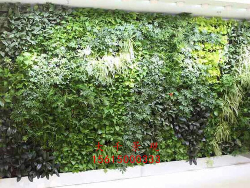 點擊查看詳細(xì)信息<br>標(biāo)題：綠植墻 閱讀次數(shù)：2447